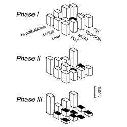 Figure from: Ivanov AI et al. Am J Physiol 284: R698, 2003