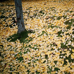Photo of the ground in yellow ginkgo leaves