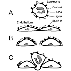 Figure from: Ivanov AI & Romanovsky AA. IUBMB Life 58: 389, 2006