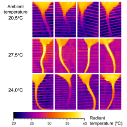 Figure from: Almeida MC et al. Eur J Neurosci 23: 3359, 2006 (modified)