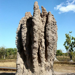 Photo of a cathedral termite mound