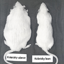 Photo of obese and lean Koletsky rats