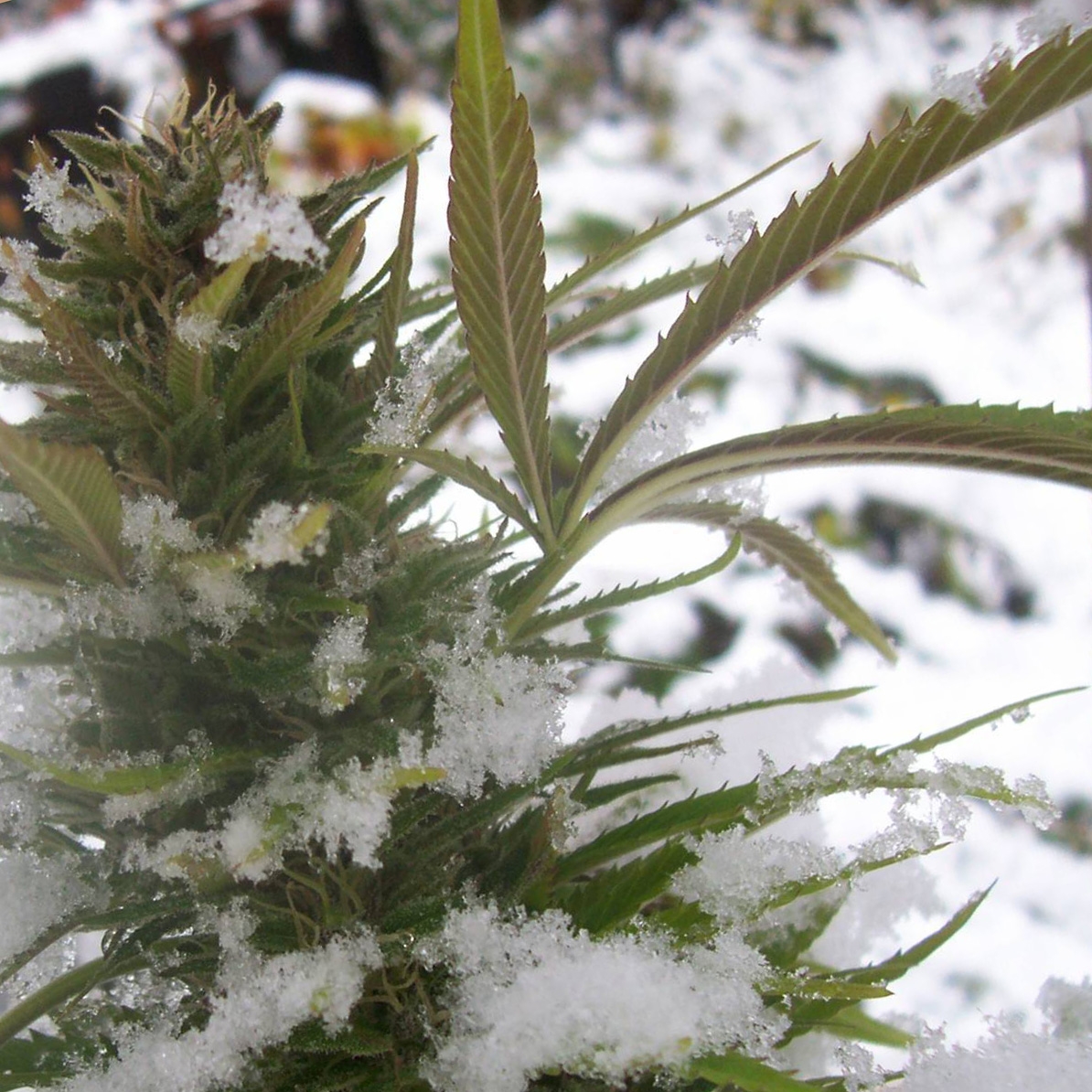 Cannabis in the cold. Photo.