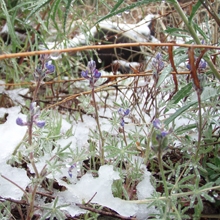 Lupins in snow