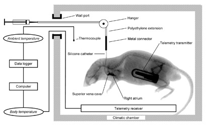 Figure from: Rudaya AY et al. Am J Physiol 289: R1244, 2005