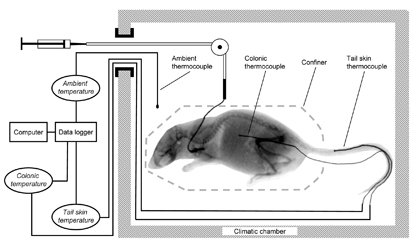 Figure from: Rudaya AY et al. Am J Physiol 289: R1244, 2005