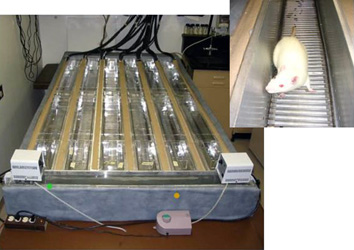 Thermogradient setup, photo.